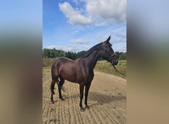 Warmblood sueco Mestizo, Yegua, 5 años, 157 cm, Castaño oscuro