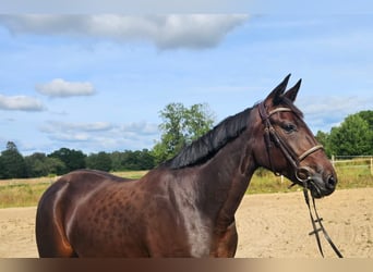 Warmblood sueco Mestizo, Yegua, 5 años, 157 cm, Castaño oscuro