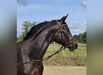 Warmblood sueco Mestizo, Yegua, 5 años, 157 cm, Castaño oscuro