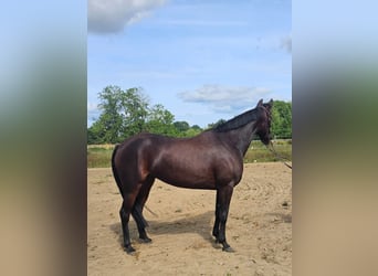 Warmblood sueco Mestizo, Yegua, 5 años, 157 cm, Castaño oscuro