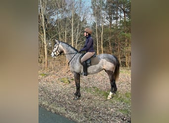 Warmblood sueco, Yegua, 5 años, 164 cm, Tordo