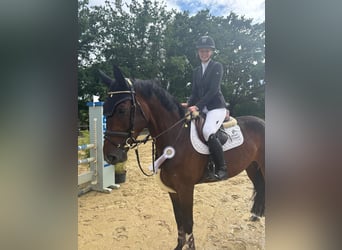 Warmblood sueco, Yegua, 5 años, 168 cm, Castaño oscuro