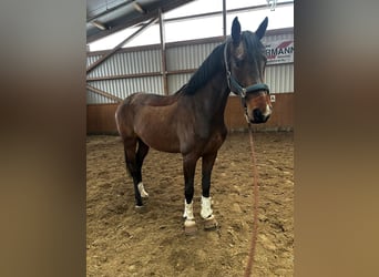 Warmblood sueco, Yegua, 5 años, 172 cm, Castaño