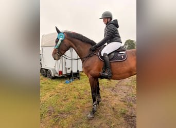 Warmblood sueco, Yegua, 5 años, 175 cm, Castaño