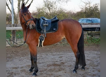 Warmblood sueco Mestizo, Yegua, 6 años, 157 cm, Castaño