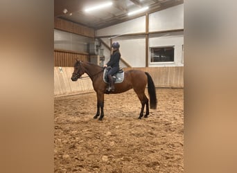 Warmblood sueco Mestizo, Yegua, 6 años, 157 cm, Castaño