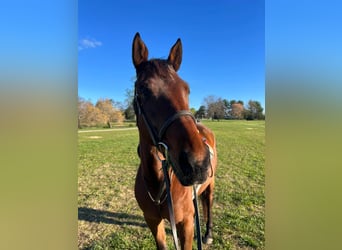 Warmblood sueco, Yegua, 6 años, 157 cm, Castaño rojizo