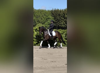 Warmblood sueco, Yegua, 6 años, 165 cm, Castaño