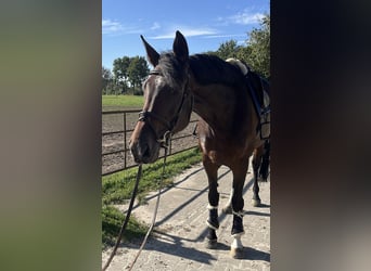 Warmblood sueco, Yegua, 6 años, 168 cm, Castaño