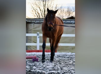 Warmblood sueco, Yegua, 6 años, 170 cm, Castaño