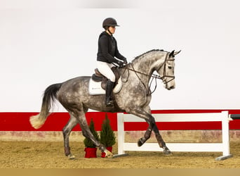 Warmblood sueco, Yegua, 6 años, 172 cm, Grullo