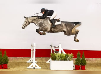 Warmblood sueco, Yegua, 6 años, 172 cm, Grullo