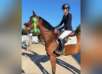 Warmblood sueco, Yegua, 7 años, 167 cm, Castaño