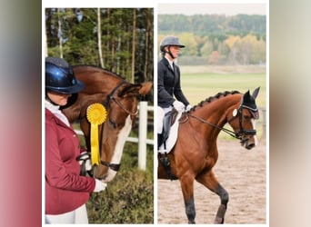 Warmblood sueco, Yegua, 8 años, 164 cm, Castaño