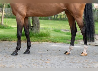 Warmblood sueco, Yegua, 8 años, 166 cm, Castaño