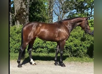 Warmblood sueco, Yegua, 8 años, 166 cm, Castaño rojizo