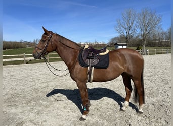 Warmblood sueco, Yegua, 8 años, 168 cm, Alazán-tostado