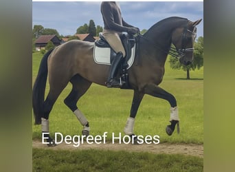 Warmblood sueco, Yegua, 8 años, 173 cm, Castaño
