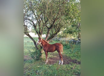 Warmblood sueco, Yegua, Potro (06/2024), 168 cm, Alazán rojizo