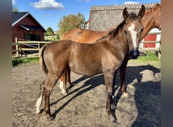 Warmblood sueco, Yegua, Potro (05/2025), 168 cm, Tordo