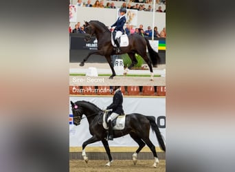 Warmblood sueco, Yegua, Potro (06/2026), 170 cm, Negro