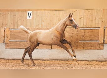 Warmblood sueco, Yegua, Potro (03/2026), Alazán