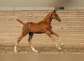 Warmblood sueco, Yegua, Potro (06/2026), Alazán