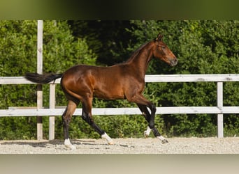 Warmblood sueco, Yegua, Potro (03/2026), Castaño