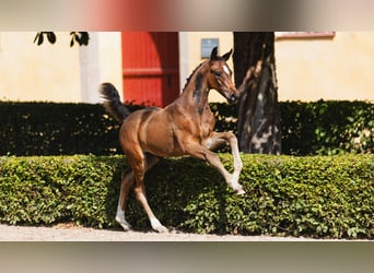 Warmblood sueco, Yegua, Potro (06/2026), Castaño