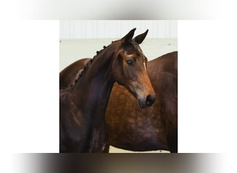 Warmblood sueco, Yegua, Potro (04/2026), Castaño oscuro