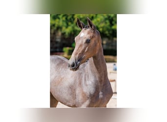 Warmblood sueco, Yegua, Potro (04/2025), Tordo