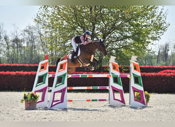 Warmblood suizo, Caballo castrado, 10 años, 168 cm, Castaño