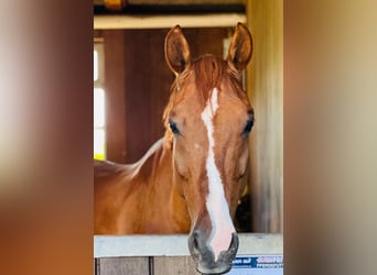 Warmblood suizo, Caballo castrado, 10 años, 170 cm, Alazán-tostado