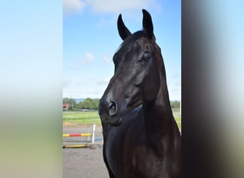 Warmblood suizo, Caballo castrado, 10 años, 175 cm, Negro