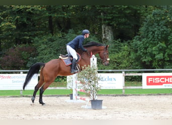 Warmblood suizo, Caballo castrado, 10 años, 177 cm, Castaño