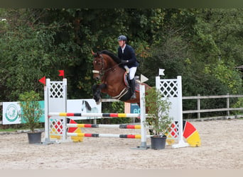 Warmblood suizo, Caballo castrado, 10 años, 177 cm, Castaño