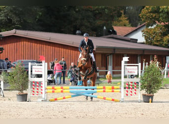 Warmblood suizo, Caballo castrado, 10 años, 177 cm, Castaño