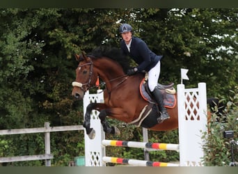 Warmblood suizo, Caballo castrado, 10 años, 177 cm, Castaño