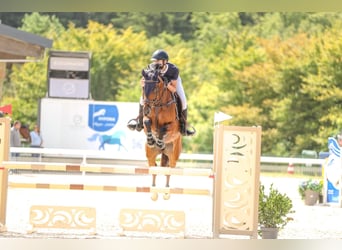 Warmblood suizo, Caballo castrado, 11 años, 160 cm, Castaño oscuro