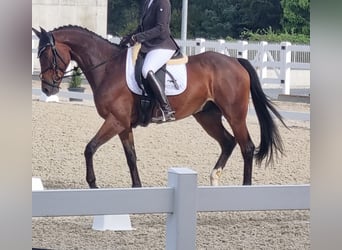 Warmblood suizo, Caballo castrado, 11 años, 165 cm, Castaño