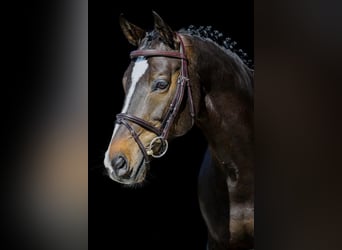 Warmblood suizo, Caballo castrado, 11 años, 165 cm, Negro