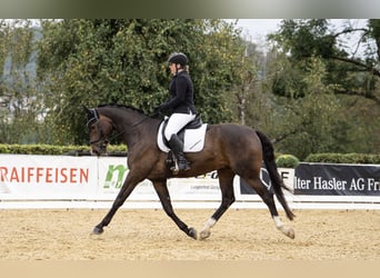 Warmblood suizo, Caballo castrado, 11 años, 171 cm