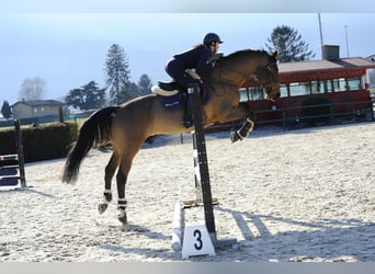 Warmblood suizo, Caballo castrado, 12 años, 160 cm, Castaño