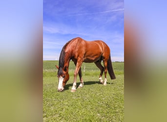 Warmblood suizo, Caballo castrado, 12 años, 167 cm, Castaño rojizo