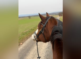 Warmblood suizo, Caballo castrado, 12 años, 167 cm, Castaño rojizo