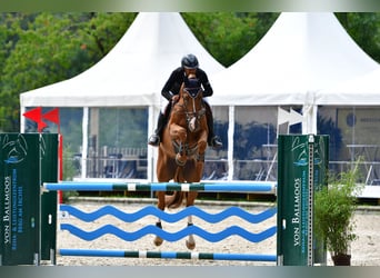 Warmblood suizo, Caballo castrado, 12 años, Alazán