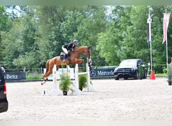 Warmblood suizo, Caballo castrado, 12 años, Alazán