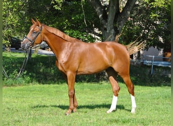 Warmblood suizo, Caballo castrado, 12 años, Alazán