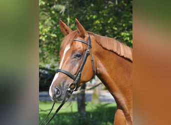 Warmblood suizo, Caballo castrado, 12 años, Alazán