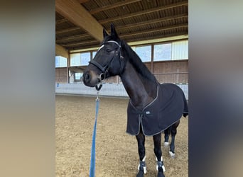 Warmblood suizo, Caballo castrado, 13 años, 173 cm, Castaño oscuro